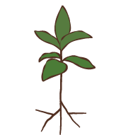 2.定植