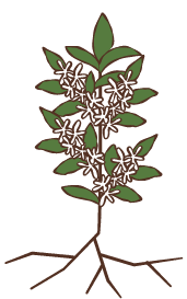 3.開花