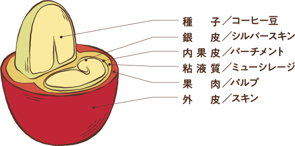 コーヒーチェリーの断面図
