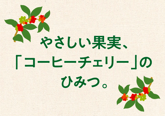 やさしい果実、「コーヒーチェリー」のひみつ。