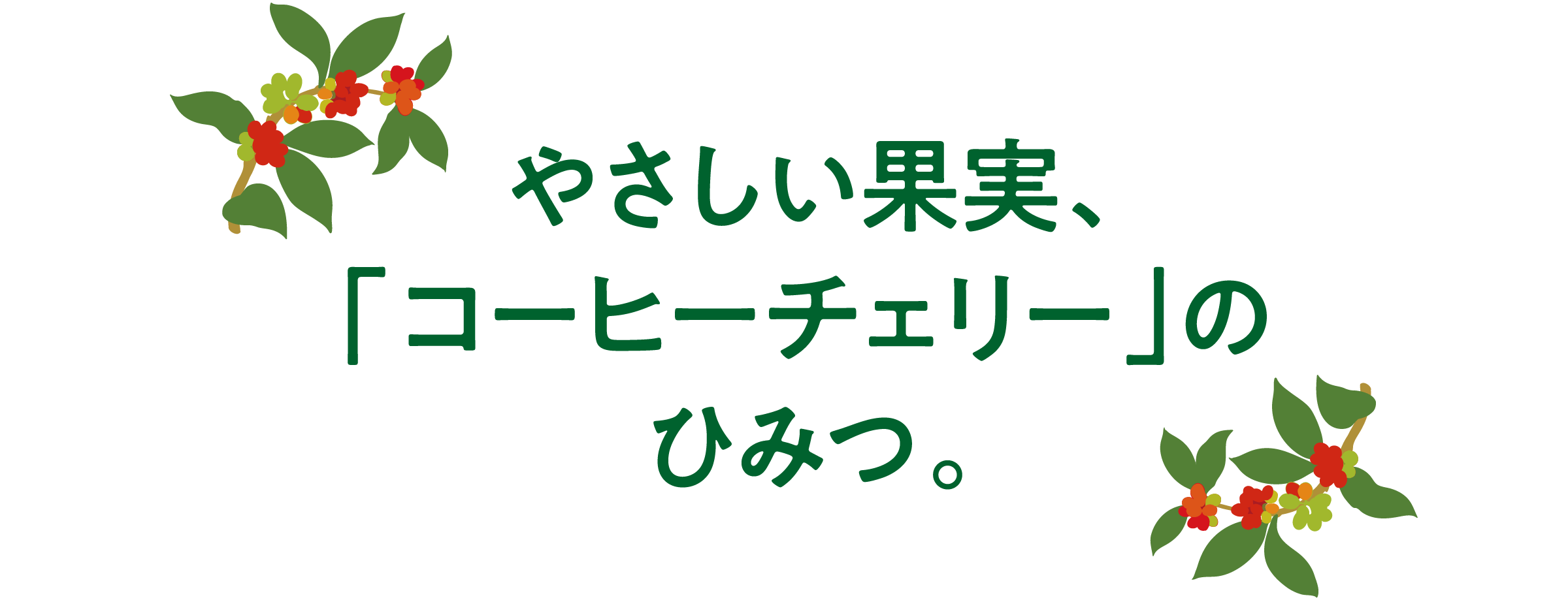 やさしい果実、「コーヒーチェリー」のひみつ。