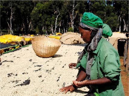モカコーヒーとはエチオピアとイエメンで収穫されたアラビカ種コーヒー豆を指します。