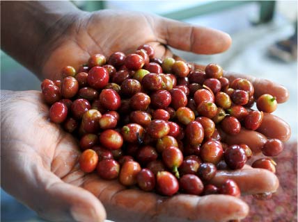 キリマンジャロはタンザニアで栽培された、アラビカ種のコーヒー豆です