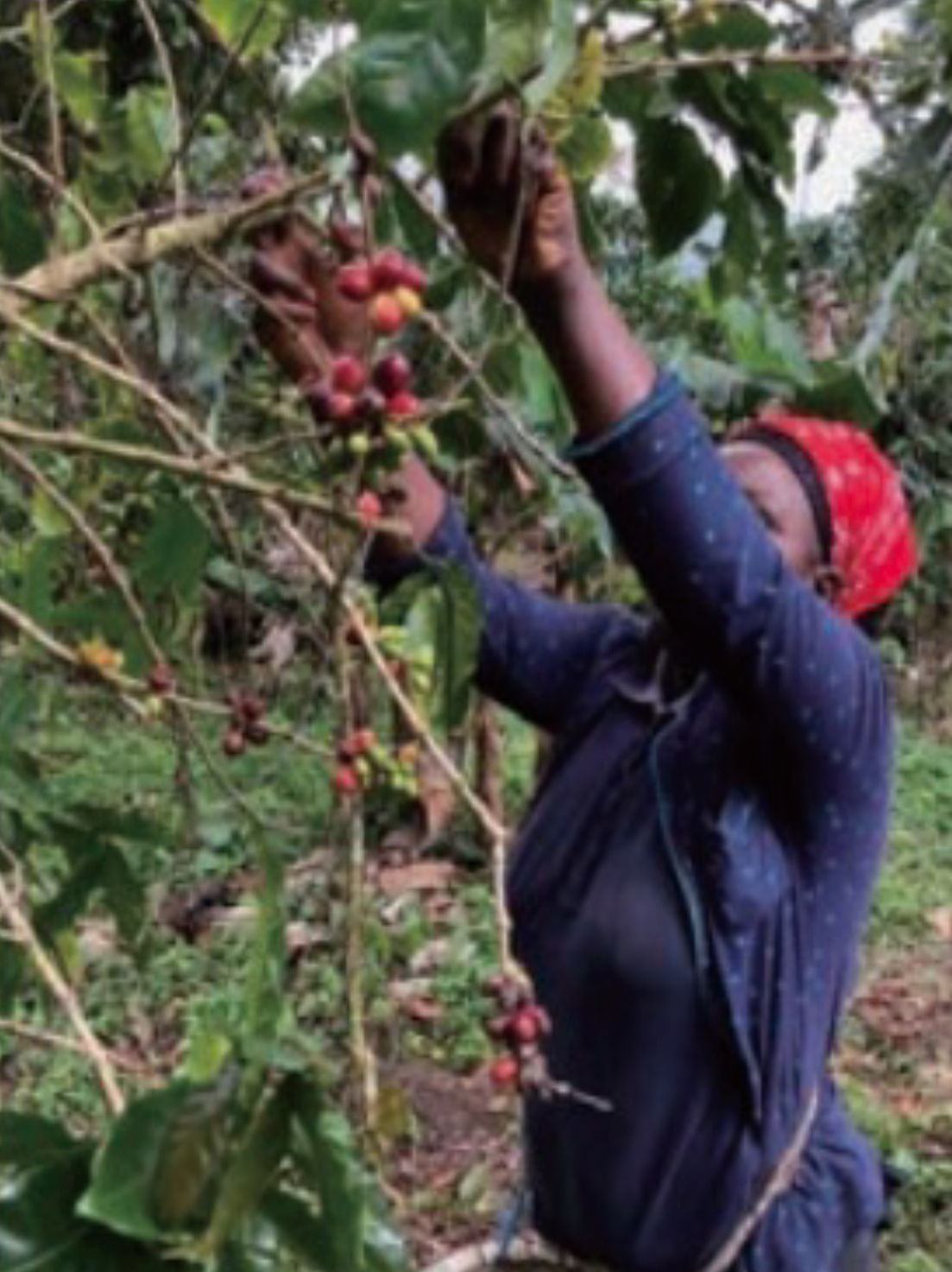 ニュースリリース｜株式会社ドトールコーヒー